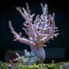Корал м’який Sinularia flexibilis, Finger Soft