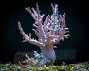 Коралл мягкий Sinularia flexibilis, Finger Soft