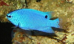 Рыба Chrysiptera cyanea (Blue Devil female)