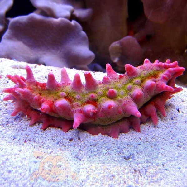 Морський огірок Pentacta sp, Sea Cucumber Red