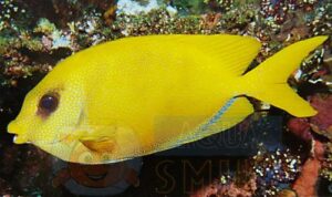 Рыба Siganus tetrazona, Pasific Coral Rabbitfish