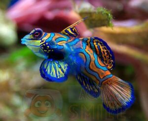 Рыба Synchiropus splendidus, Mandarinfish