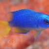 Риба Pomacentrus coelestis, Blue Damselfish