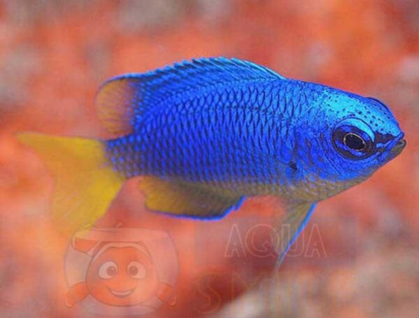 Рыба Pomacentrus coelestis, Blue Damselfish