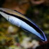 Рыба губан-доктор Labroides dimidiatus, Bluestreak Cleaner Wrasse