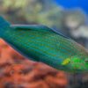 Рыба губан Halichoeres melanurus, Orange-tipped Rainbowfish