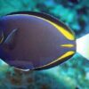 Риба хірург Acanthurus nigricans, Gold-Rimmed Tang