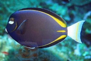 Рыба хирург Acanthurus nigricans, Gold-Rimmed Tang