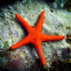 Морская звезда Fromia sp, Starfish Red