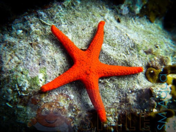 Морская звезда Fromia sp, Starfish Red