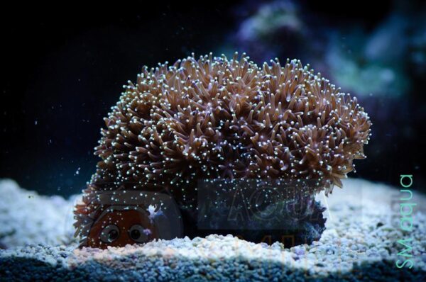 Коралл LPS Galaxea astreata, Crystal Coral Green