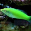 Рыба губан Halichoeres chloropterus (Green Wrasse)