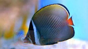 Рыба бабочка Chaetodon collare, Red-tailed Butterflyfish