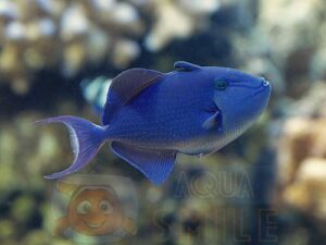 Рыба спинорог Odonus niger, Redtooth Triggerfish