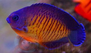 Рыба ангел Centropyge bispinosus, Coral Beauty