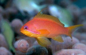 Рыба Pseudanthias squamipinnis, Lyretail coral fish Indian Ocean (самец)