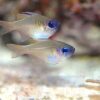 Риба Apogon leptacantus, Longspine Cardinalfish 34553