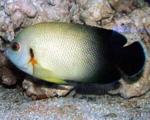 Рыба ангел Centropyge vroliki, Pearscale Angelfish