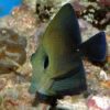 Рыба Zebrasoma scopas, Brown Sailfin Tang 12824
