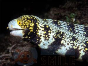 Мурена Echidna nebulosa, Snowflake Moray