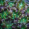 Коралл LPS Galaxea astreata, Crystal Coral Green 13092