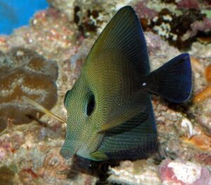 Рыба Zebrasoma scopas, Brown Sailfin Tang L