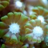 Коралл Alveopora spongiosa, Alveopora Green 12867