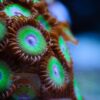 Корал мягкий Zoanthus sp, Sand Polyps Big Eye Purple Tentacle Green 13086