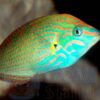 Риба губан Halichoeres melanurus, Orange-tipped Rainbowfish 34502