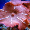 Коралл мягкий Discosoma sp, Mushrooms Red 12890