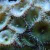 Коралл мягкий Zoanthus sp, Sand Polyps Long Green Tentacle Chocolate 12902