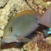 Рыба хирург Acanthurus nigrofuscus, Spot-cheeked Surgeonfish 13099