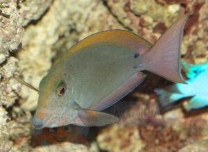 Рыба хирург Acanthurus nigrofuscus, Spot-cheeked Surgeonfish