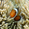 Риба Amphiprion ocellaris, Clownfish 12781
