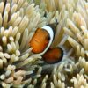 Риба Amphiprion ocellaris, Clownfish розвідна 34474