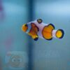 Рыба Amphiprion ocellaris, Clownfish DaVinci PREMIUM 11379