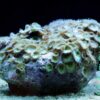Коралл мягкий Zoanthus sp, Sand Polyps Long Green Tentacle Chocolate 12903
