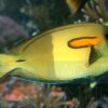 Рыба хирург Acanthurus olivaceus, Orange-epaulette Surgeonfish 13100