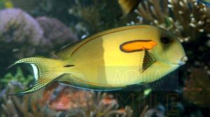 Рыба хирург Acanthurus olivaceus, Orange-epaulette Surgeonfish