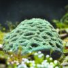Корал LPS Favia spp, Pineapple Coral Green 34305