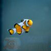 Рыба Amphiprion ocellaris, Clownfish DaVinci PREMIUM 11378