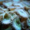 Коралл мягкий Zoanthus sp, Sand Polyps Long Green Tentacle Chocolate 12901