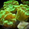 Коралл LPS Caulastraea sp, Candycane Pipe Small Green Metalic 12872
