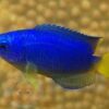 Риба Pomacentrus coelestis, Blue Damselfish 34652
