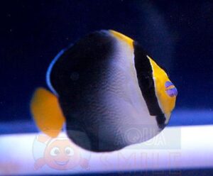 Рыба Chaetodontoplus mesoleucus, Vermiculated Angelfish