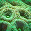 Корал LPS Favia spp, Pineapple Coral Green 34306