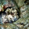 Риба Salarias fasciatus, Jewelled Rockskipper 34579