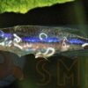 Лекарство для рыбок против червей и паразитов Prodibio Worms & Parasites Fresh 6 ампул 14938