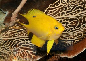 Рыба Amblyglyphidodon spp, Yellow Lyretail Damsel