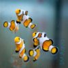Рыба Amphiprion ocellaris, Clownfish DaVinci PREMIUM 11380